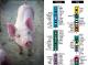 Pig Genome Will Give You Better Bacon